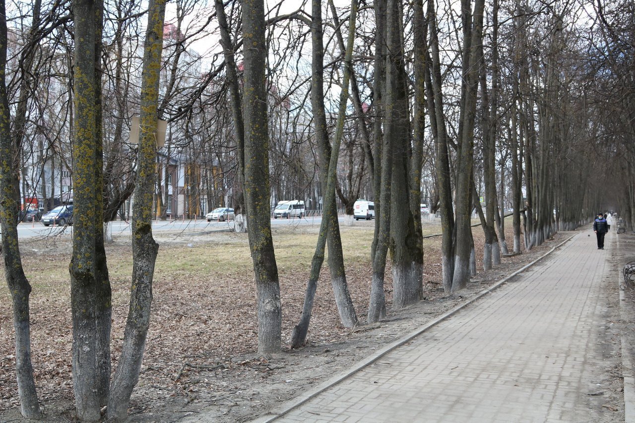 Брянск 2 аллея. Аллея Брянск. Липовая аллея Брянского фронта. Благоустройство территории «Липовая аллея» по ул. Брянского фронта.. "Липовая аллея" по ул. Брянского фронта.