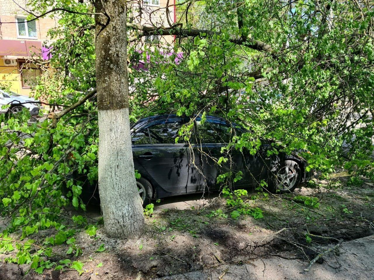 Упало дерево в парке. Брянск дерево упало на машину. Происшес ттвиявбрянскедеревоупалонаавтобус. В Углегорске возле ломанона машина на дереве.