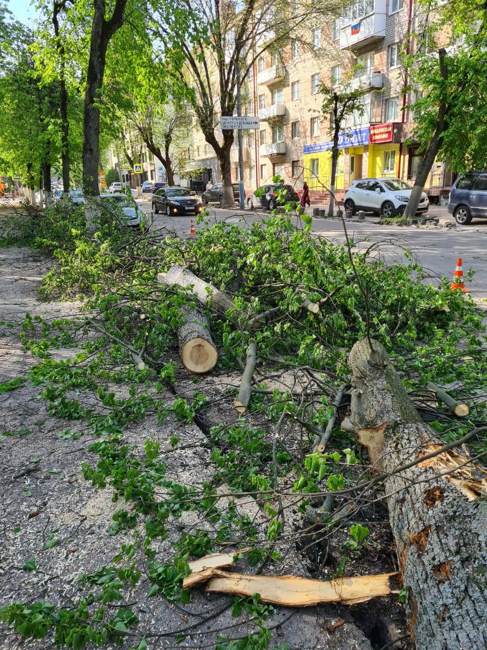 Пилить упавшие деревья. Деревья в Брянске. Дерево упало Брянск. Парк Толстого Брянск.