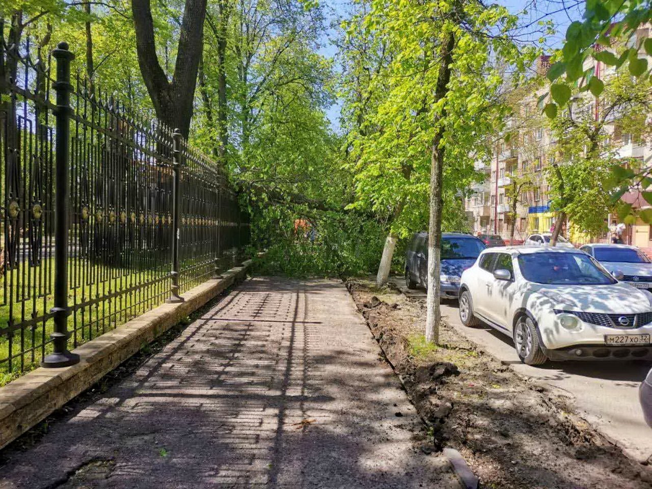 Упавшее возле парка Толстого дерево будет убрано | 17.05.2021 | Брянск -  БезФормата