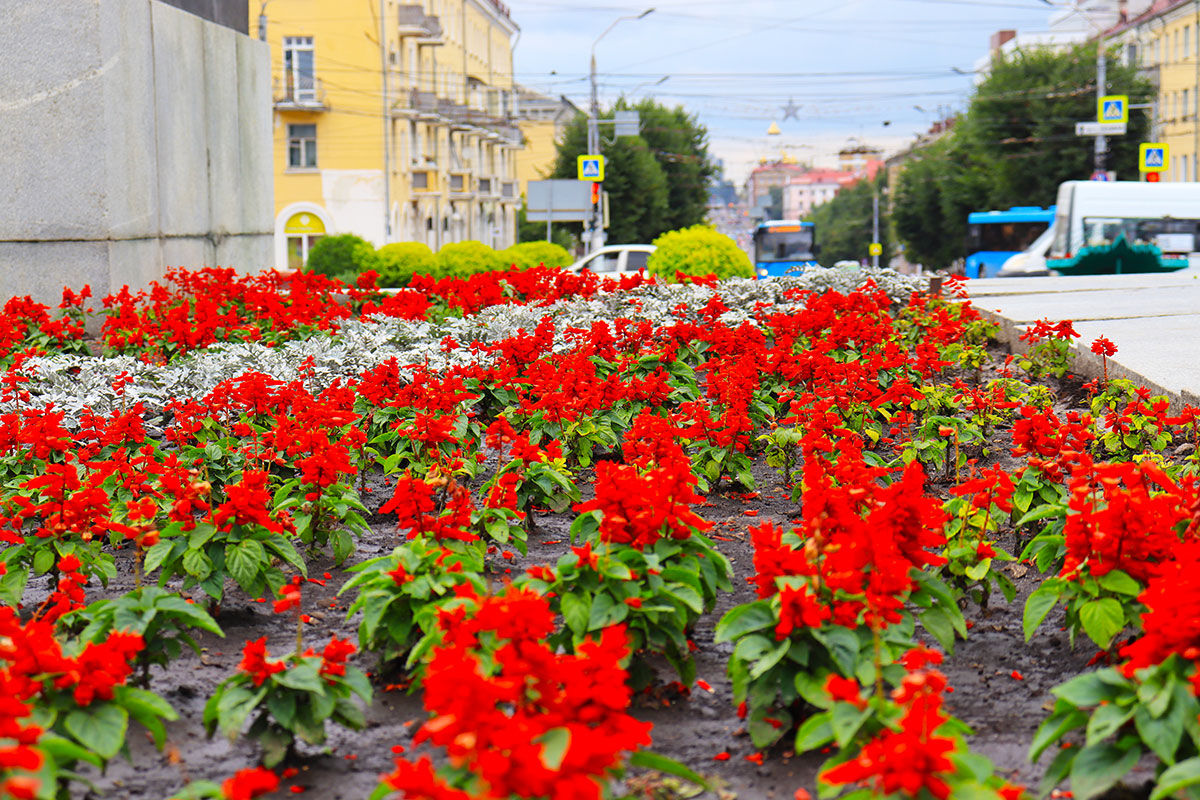 Цветочный брянск. Клумбы Брянска. Городские цветы фото. Город цветов Брянск. Цинерарии.