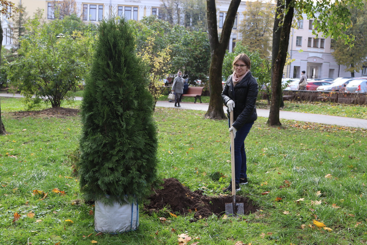 Посадили деревья в сквере. Рядовая посадка туи.