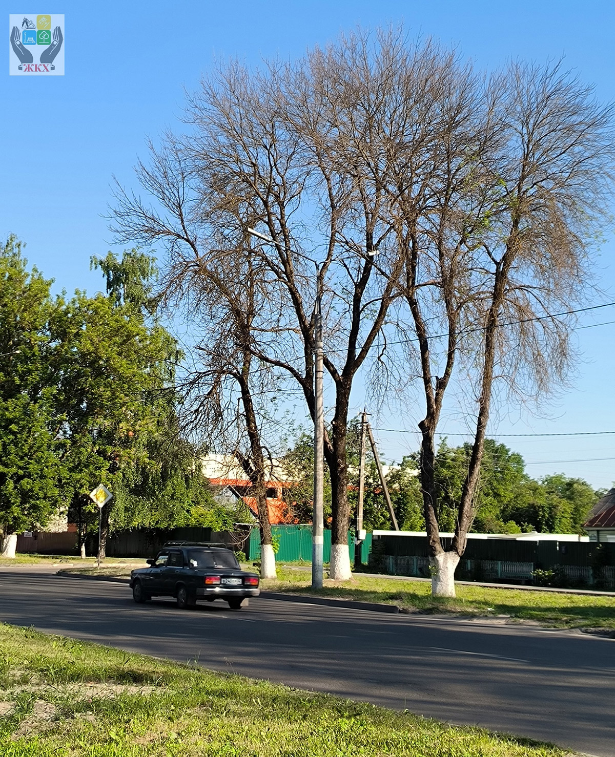 Более 850 деревьев в Брянске поражены вредителями — Брянская городская  администрация