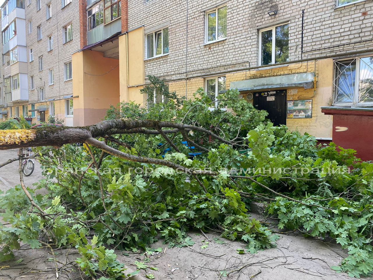 Дерево перегородило вход в подъезд многоэтажки в Брянске | 21.06.2023 |  Брянск - БезФормата