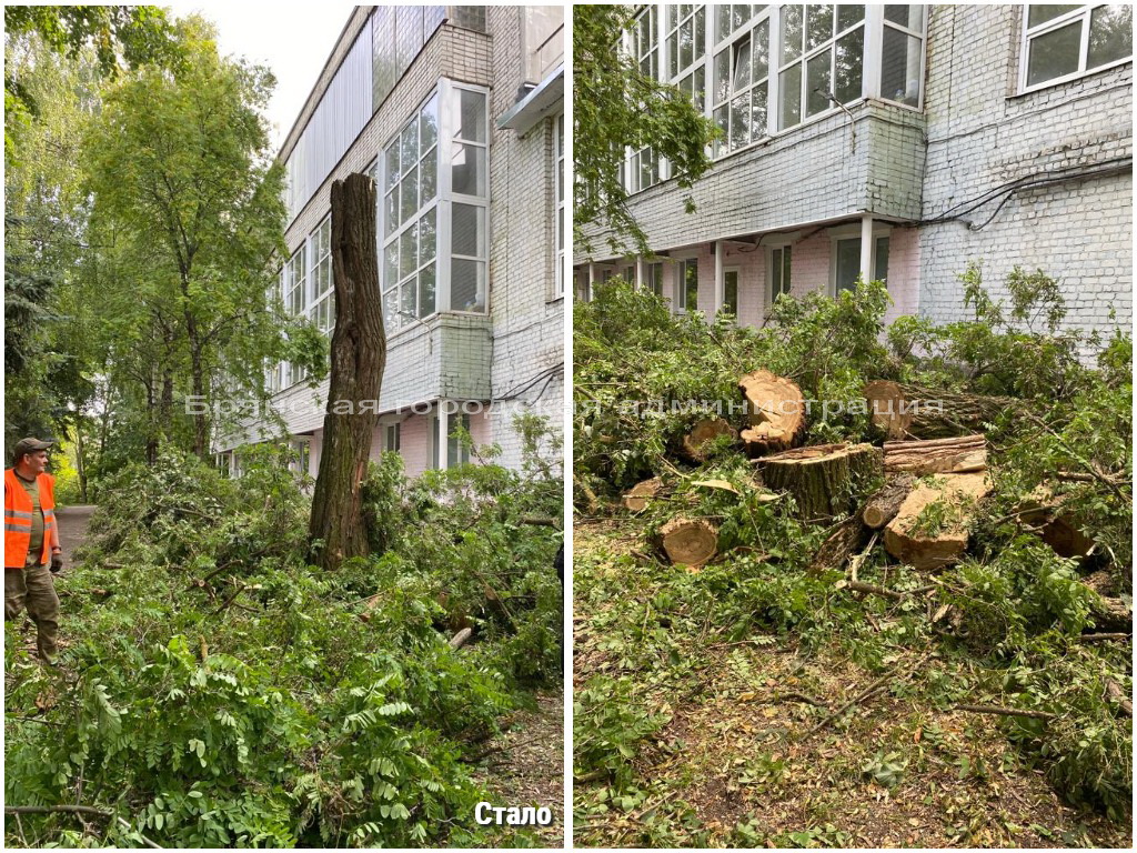 Возле спортшколы спилили аварийную иву - Брянская городская администрация