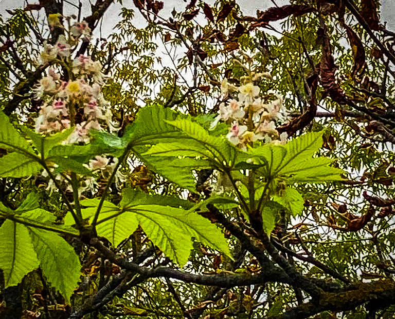 Весной в нашем дворе цветут каштаны. Цветущие каштаны в Черкесске. Как цветет каштан. Цветут каштаны на клумбах. Каштаны цветут в Сочи.